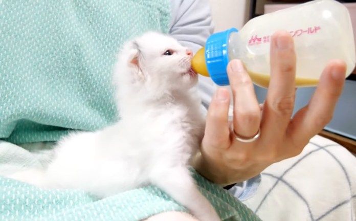ミルクを飲む子猫