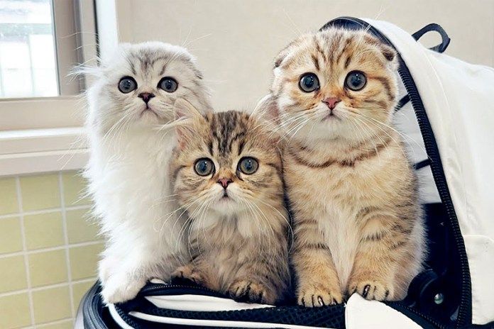 動物病院で身を乗り出す子猫達