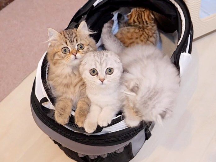 キャリーバッグに入る子猫達