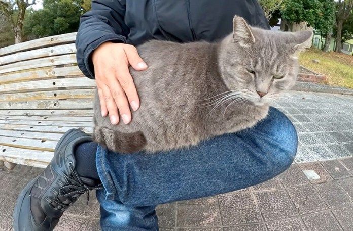 膝の上で撫でられる猫