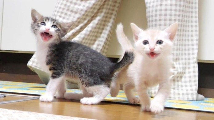 ご飯が食べたい子猫達