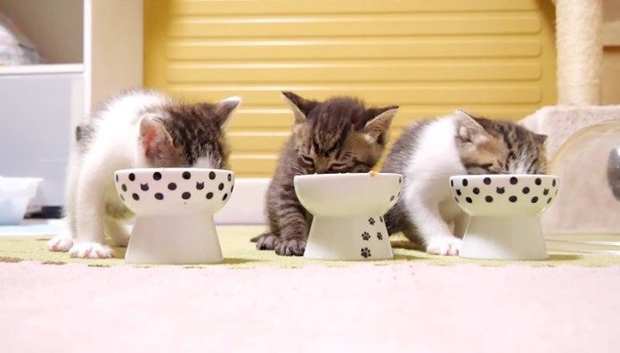 ご飯を食べる子猫達