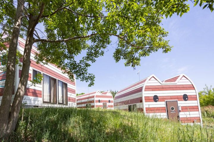 50代カメラ女子の猫日記