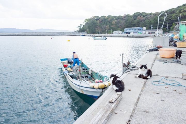 50代カメラ女子の猫日記