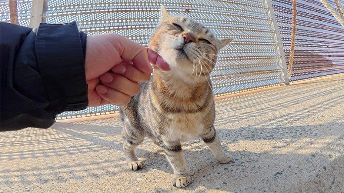 会いに来てくれた猫