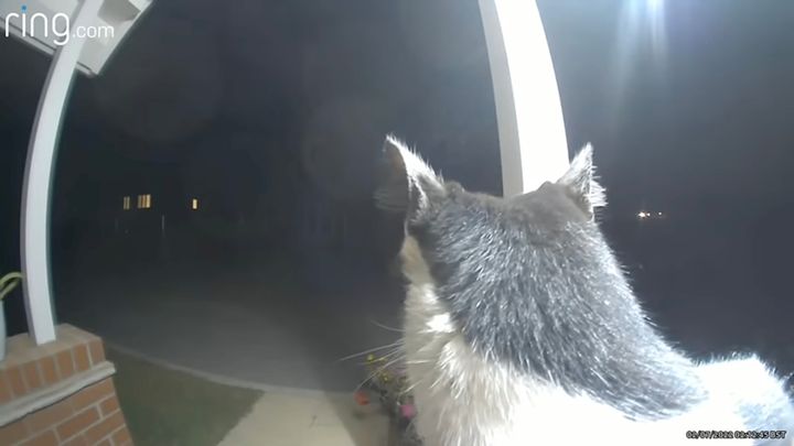 ドアベルで飼い主呼び出す賢い猫、カメラに晒すよ後頭部を