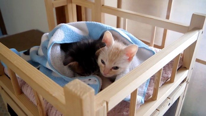 寄り添う子猫達
