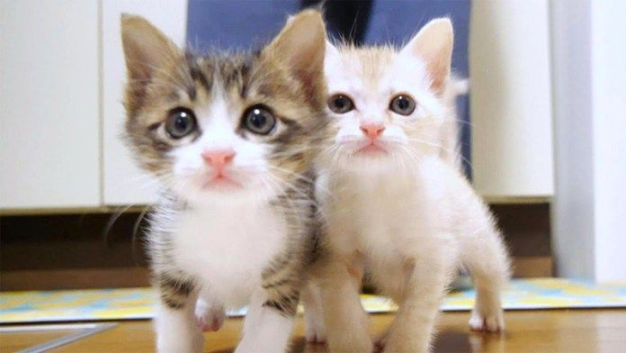 向かってくる子猫達