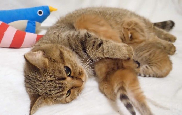 ママに甘える子猫達
