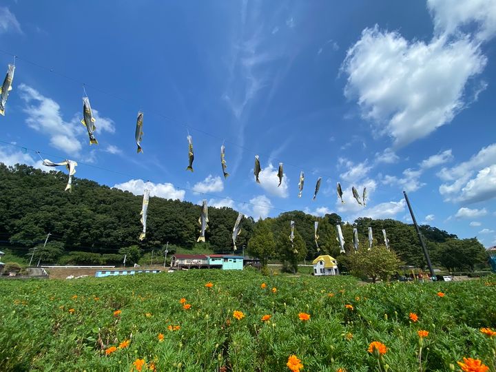 名物の鮎をかたどった鮎のぼりが泳ぐ
