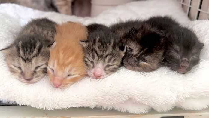並んで眠る子猫達