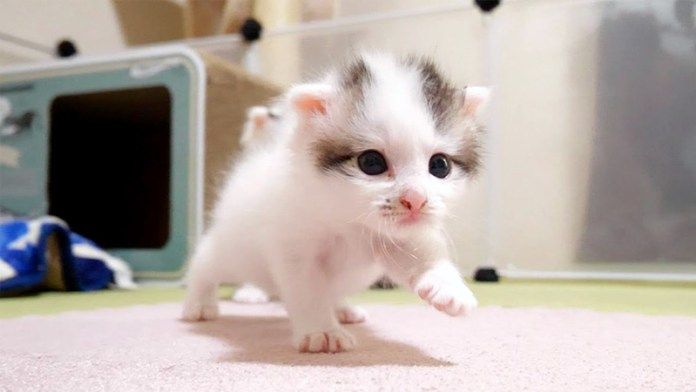 ヨチヨチ歩きで大冒険する子猫