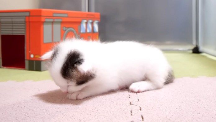 眠くなった子猫