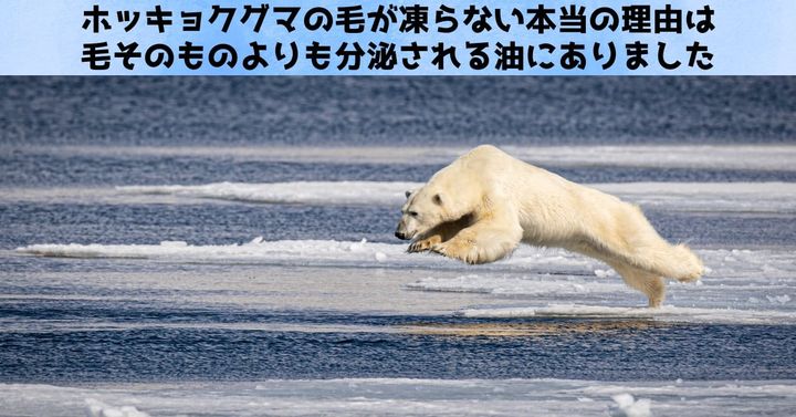 北極圏の秘密兵器：ホッキョクグマの毛皮が濡れても凍らない本当の理由が判明
