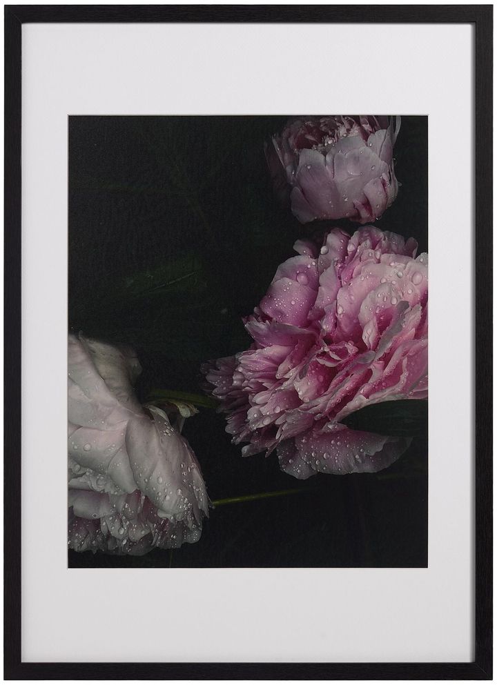 Flora 1 本体73.0cm ¥65,890