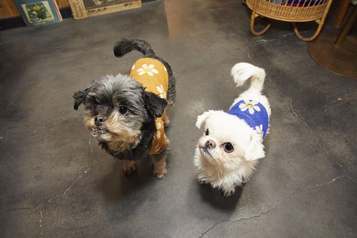 画像: 左がオハナ、右がオモチ。取材に伺うと、Harukaさんと一緒に看板犬の2頭が出迎えてくれました。普段は2階のオフィスにいるので会いたい方は伝えてみて。