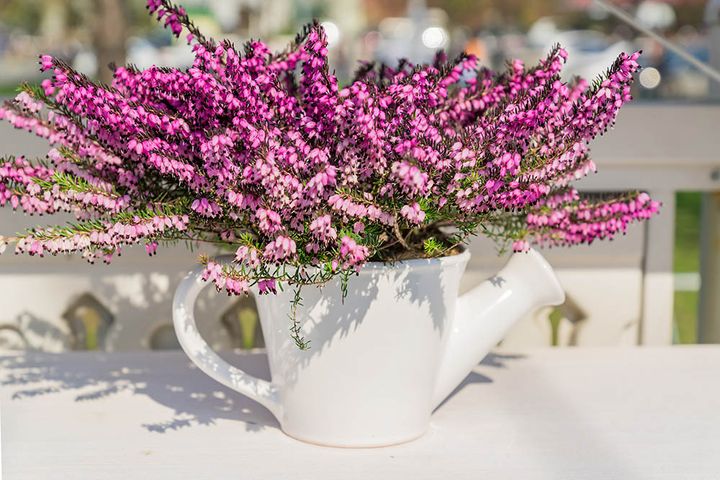 エリカの育て方