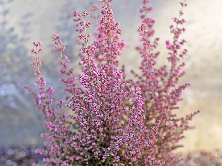 アワユキエリカ