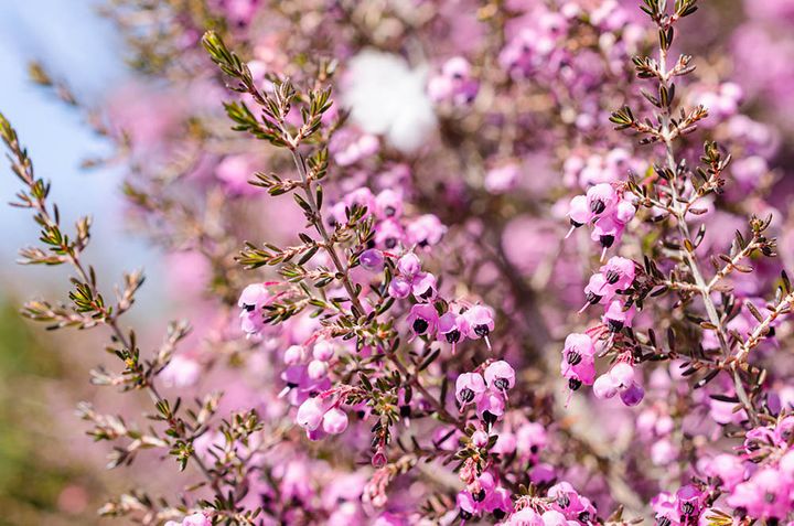 ジャノメエリカ