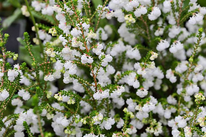 スズランエリカ