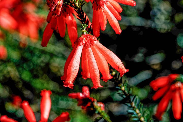 ファイアーヒース