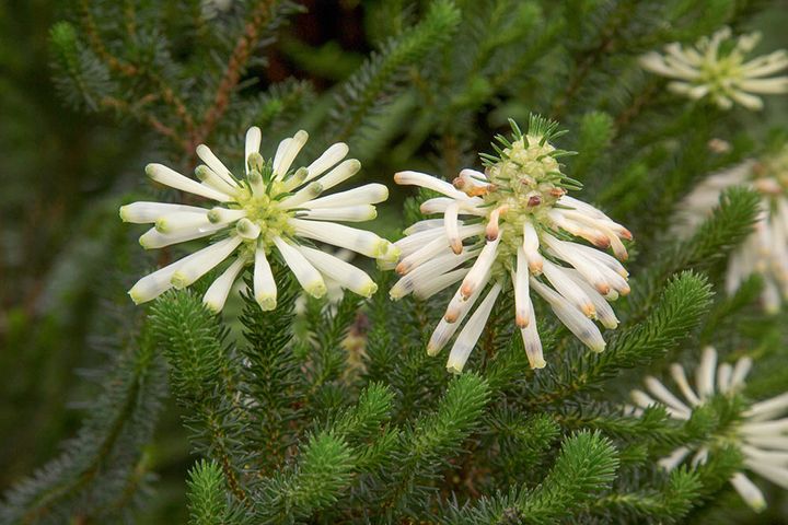 エリカ・セシリフローラ