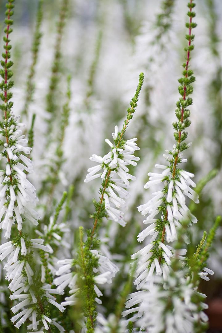 エリカ ホワイトデライト