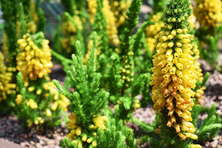 エリカ・パターソニア