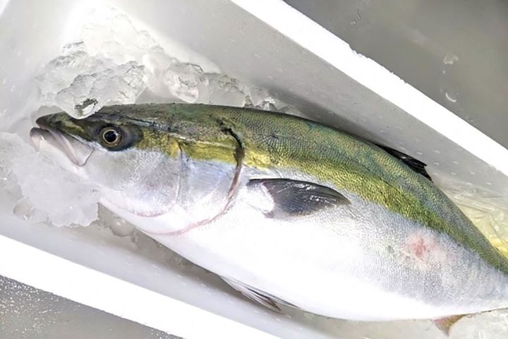 ▲丸々と太った「寒ぶり」。見るからに脂がのって、おいしそう！