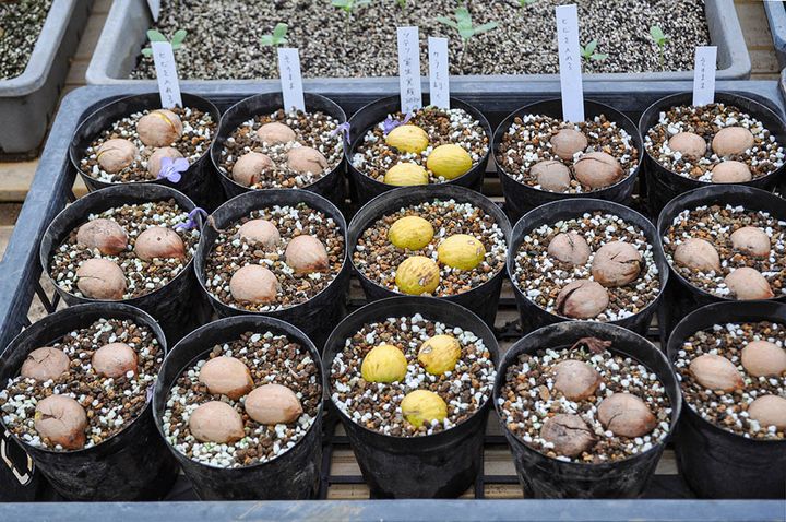 ソテツの増やし方