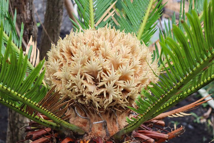 ソテツの雌花
