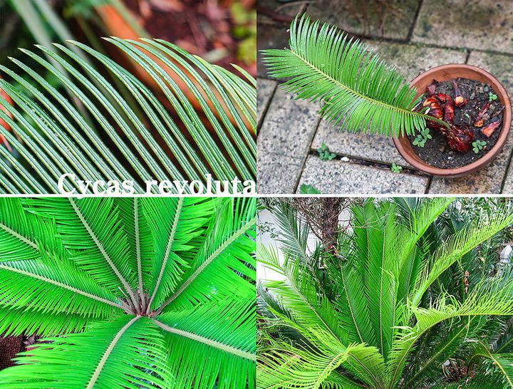 蘇轍　ソテツ 美しくたくましい植物「ソテツ（蘇轍）」《我が人生と共に生きた植物