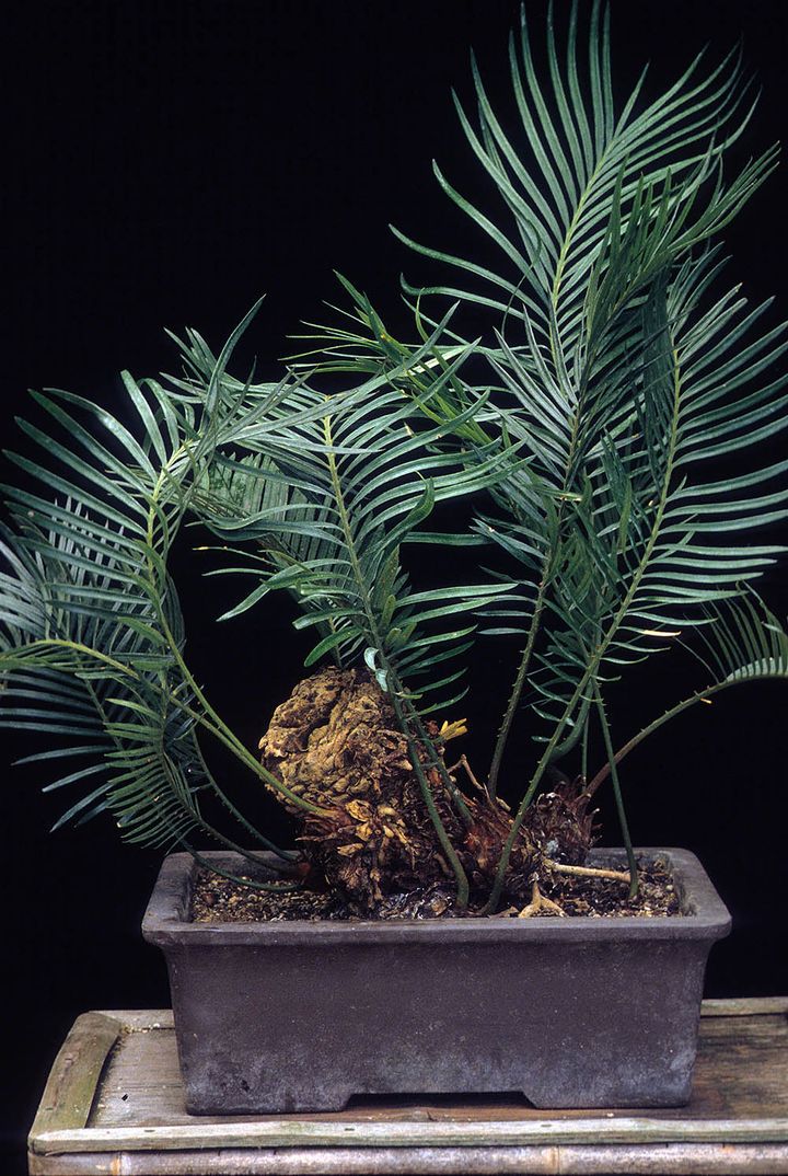 ソテツの盆栽