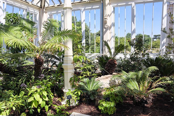 キューガーデンのソテツ