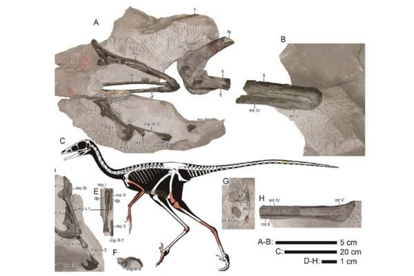 ヒプノヴェナトル・マツバラエトオオエオルムの骨格
