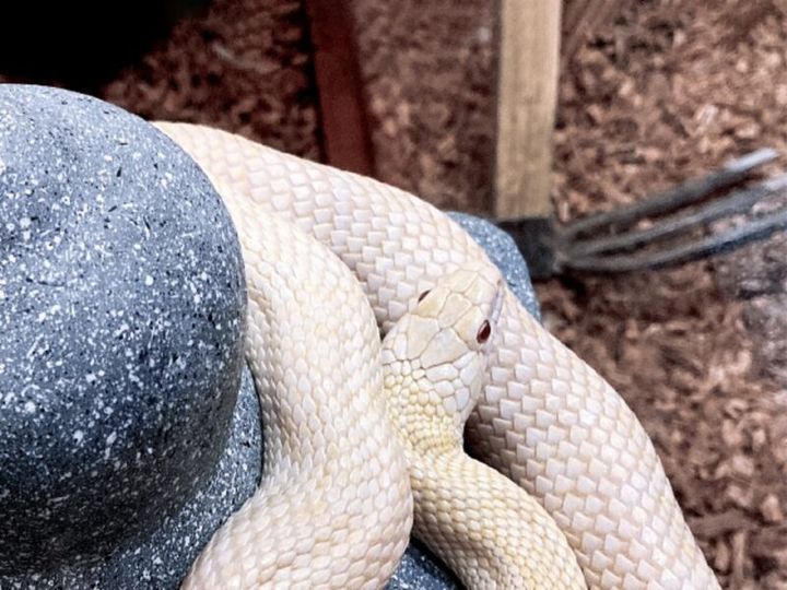 幸運の前兆を診断する心理テスト 白蛇