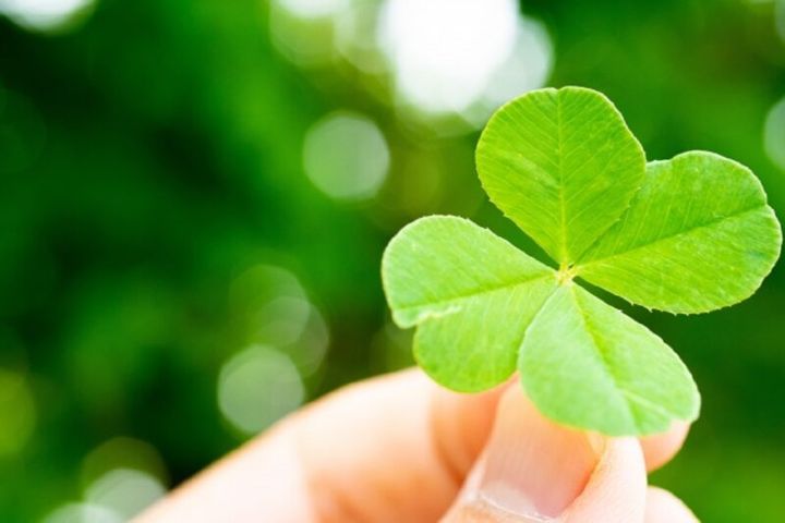 幸運の前兆を診断する心理テスト 四葉のクローバー