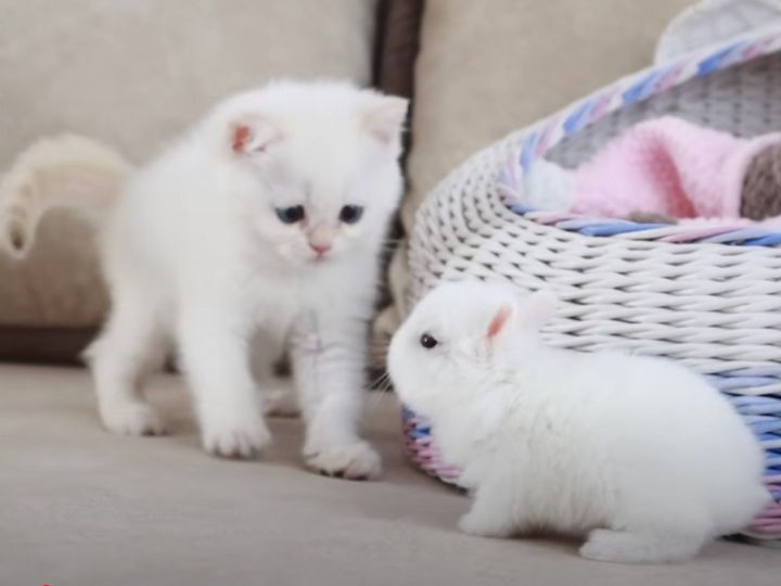 お互いにふわふわ…！