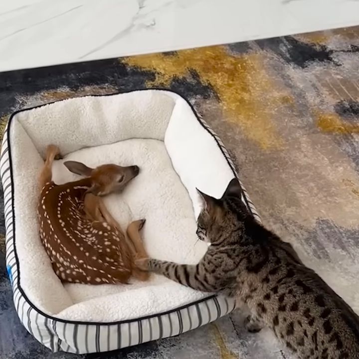 恐る恐る前脚差しだし気を遣う猫、寝床に居座る子鹿に困惑