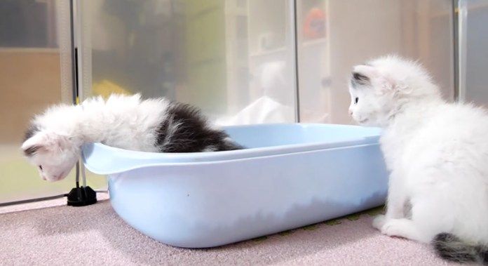 トイレをする子猫