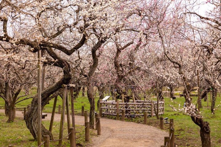 【ZIP!で紹介】電車でふらり♪ 週末に行きたい、都内発日帰り旅におすすめのエリア5選