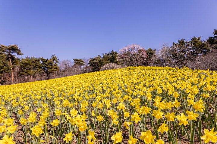【ZIP!で紹介】電車でふらり♪ 週末に行きたい、都内発日帰り旅におすすめのエリア5選