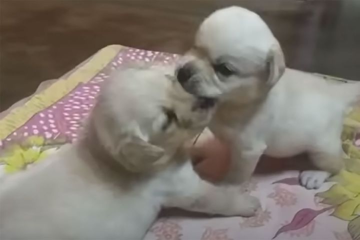 わんぱく兄弟のやんちゃぶり…ついにママの堪忍袋が…！？