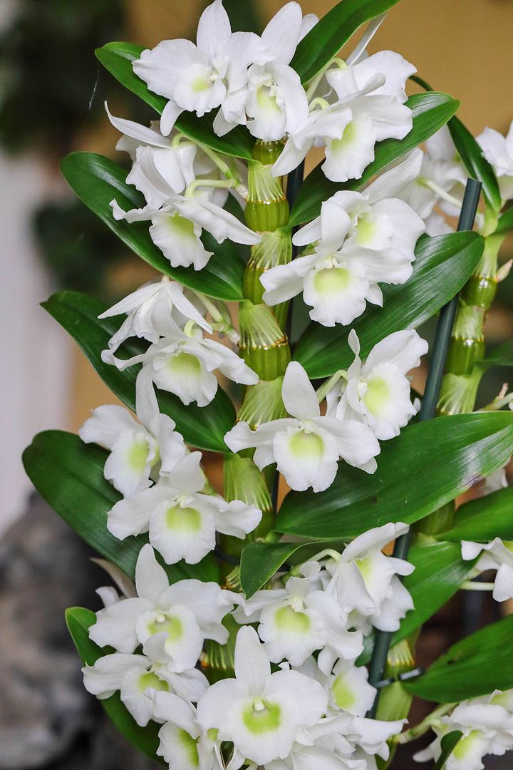 スプリングドリーム ‘アポロン’ Dendrobium Spring Dream ‘Apollon’