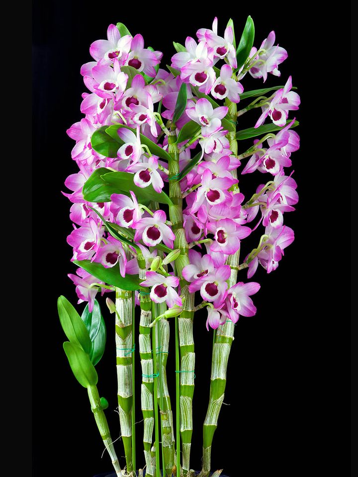 デンドロビウム・ノビル系