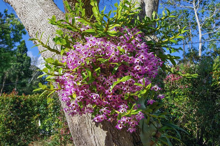 デンドロビウム・ノビル系