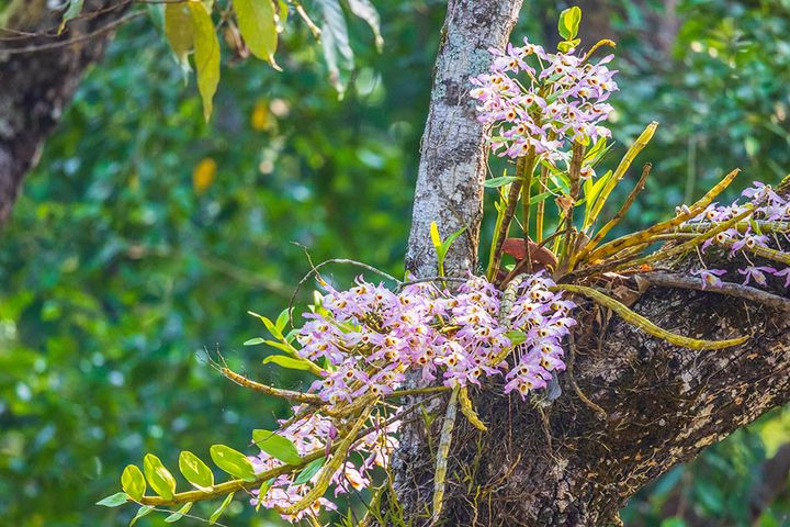 デンドロビウム・ノビル系