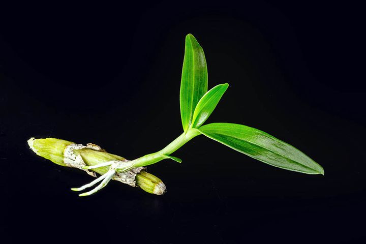 デンドロビウム・ノビル系