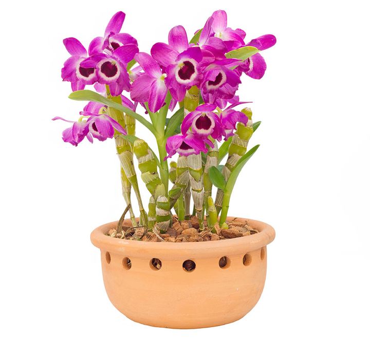 デンドロビウム・ノビル系