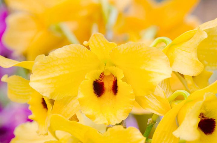 デンドロビウム・ノビル系